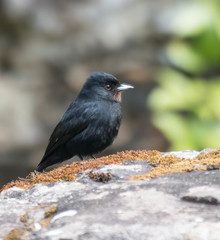 Knipolegus nigerrimus