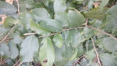 Holoptelea integrifolia