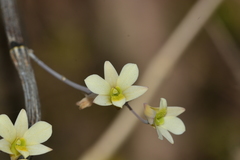 Dendrobium ovatum