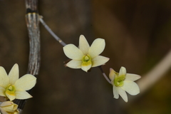 Dendrobium ovatum