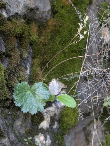foothill jepsonia (Jepsonia heterandra)
