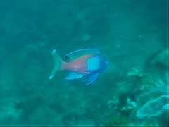 Pseudanthias pleurotaenia