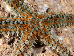 Spiny Starfish