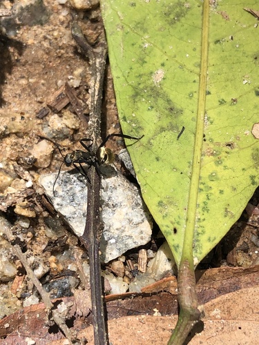 Shimmering Golden Sugar ant