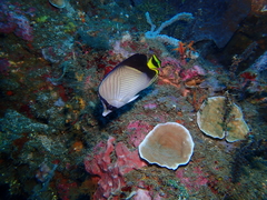 Chaetodon decussatus