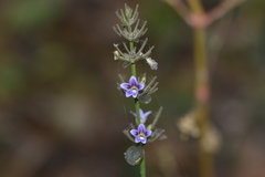Haplanthodes verticillatus