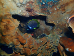 Chaetodon adiergastos