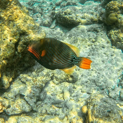 Balistapus undulatus
