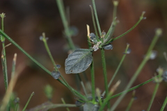 Haplanthodes verticillatus