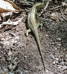 Trachylepis wrightii