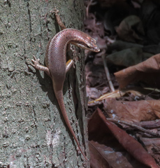 Trachylepis sechellensis