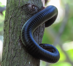 Sechelleptus seychellarum