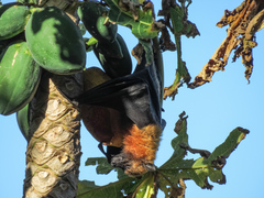 Pteropus seychellensis seychellensis