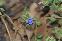 Strobilanthes pavala