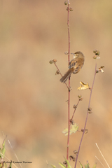Prinia inornata