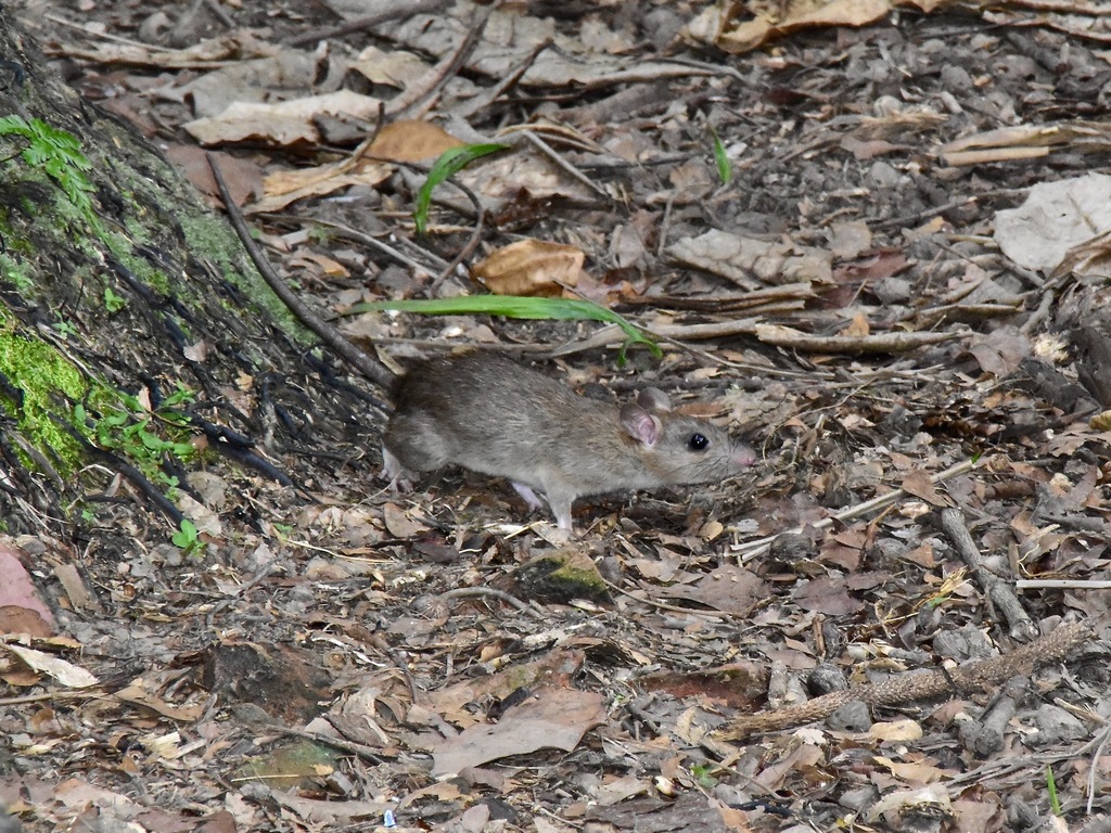 Oriental House Rat from Tanglin, Singapore on January 03, 2020 at 11:27 ...