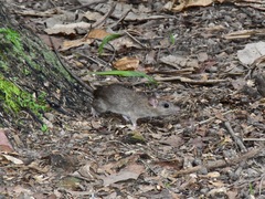 Rattus tanezumi
