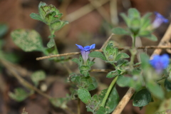 Strobilanthes pavala