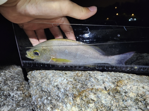 Chicken grunt (Parapristipoma trilineatum) — Haemulidae — 2