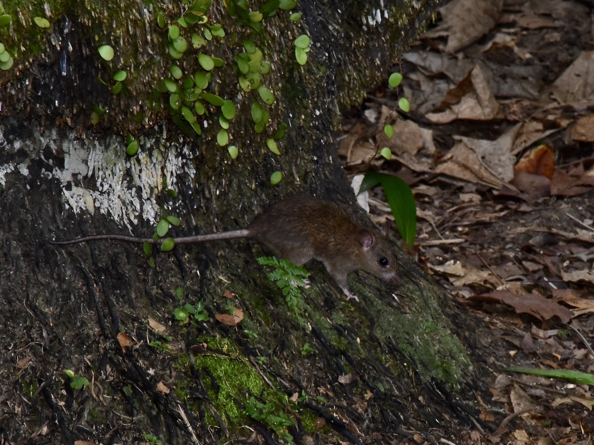 Rattus tanezumi (Temminck, 1845)