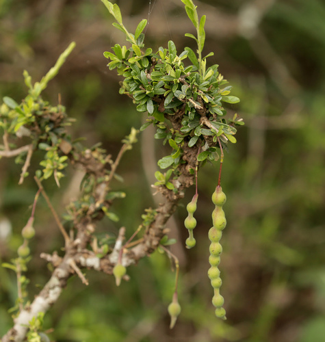 Grey-Leaved Worm Bush (Cadaba termitaria)