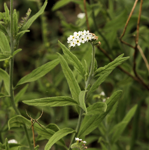 Common String-of-Stars (Heliotropium steudneri)
