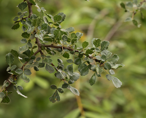 Hairy Corkwood (Commiphora africana)