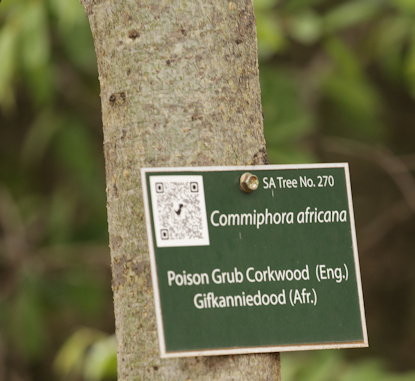 Commiphora africana