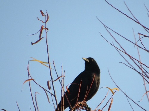 Austral Blackbird (Curaeus curaeus), photo 10