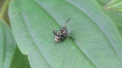 Mecopus bispinosus