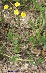 Senecio gallicus