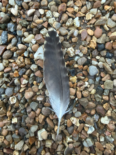 Plume de Pluvier doré