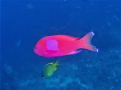 Pseudanthias pleurotaenia