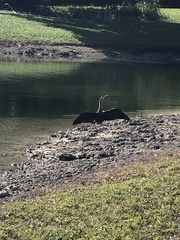 Anhinga anhinga
