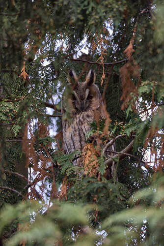 View observation of {o.common_name} on iNaturalist