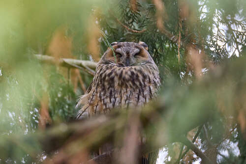 View observation of {o.common_name} on iNaturalist