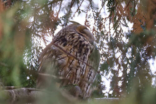 View observation of {o.common_name} on iNaturalist