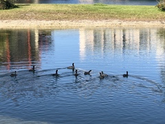 Fulica americana