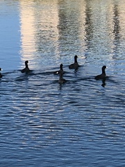 Fulica americana