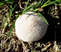 Lycoperdon pulcherrimum