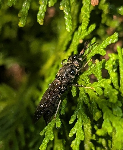Black Soldier Fly