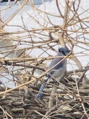 Cyanocitta cristata bromia