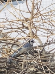 Cyanocitta cristata bromia