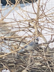 Cyanocitta cristata bromia
