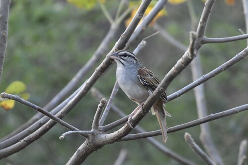 Cinnamon-tailed Sparrow (Peucaea sumichrasti), photo 8