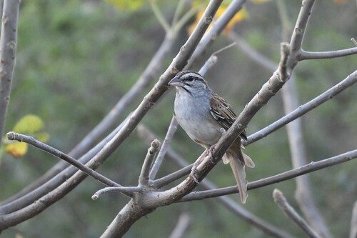 Cinnamon-tailed Sparrow (Peucaea sumichrasti), photo 3