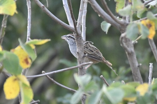 Cinnamon-tailed Sparrow (Peucaea sumichrasti), photo 4