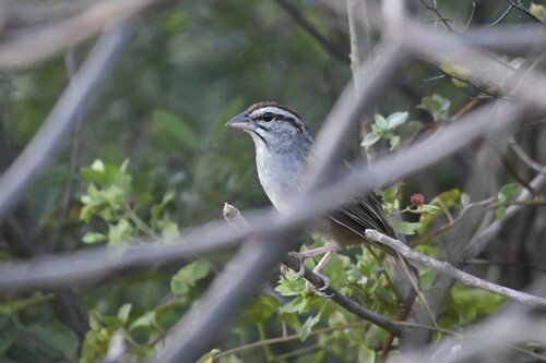 Cinnamon-tailed Sparrow (Peucaea sumichrasti), photo 10