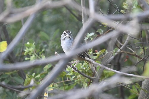 Cinnamon-tailed Sparrow (Peucaea sumichrasti), photo 9