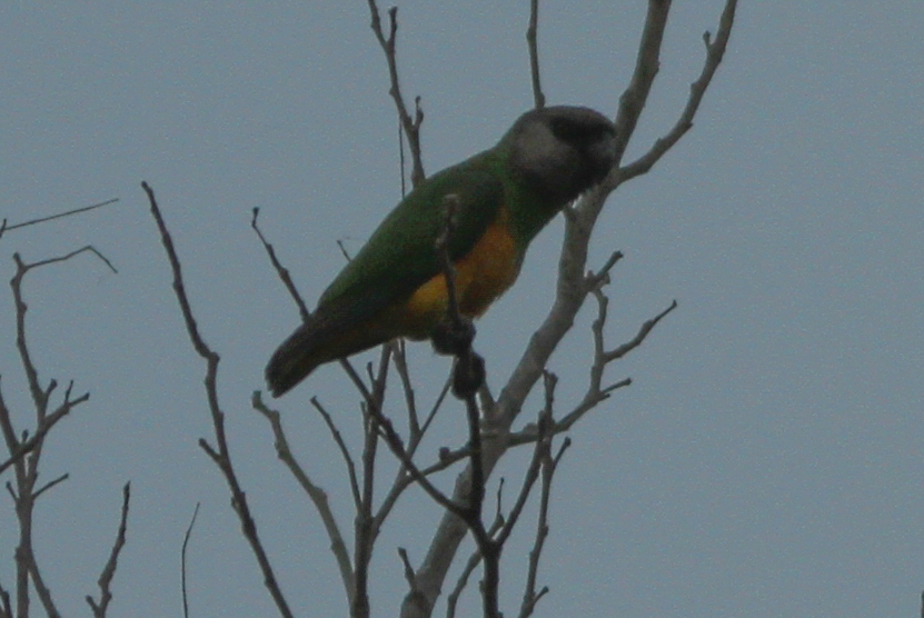 Senegal Parrot